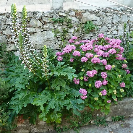 Nada * Veli Losinj