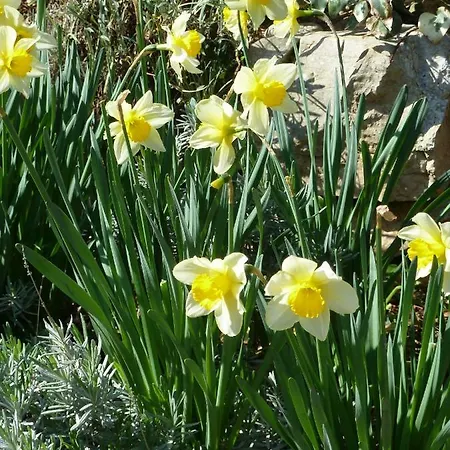 Nada * ヴェリ・ロシニュ